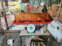 Heo Quay Lớn [ Từ 10kg Đến 15kg ]